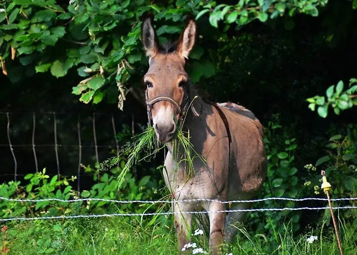 Фото Вилла Violette Saint-Pierre-de-Trivisy